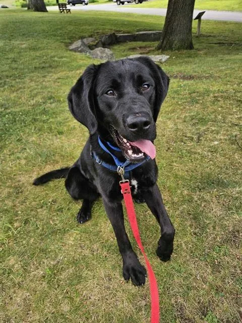 A young large-sized male Labrador Retriever dog named Rocky for adoption in Methuen, MA