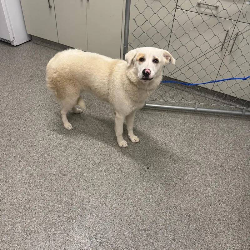 A young medium-sized female White / Cream Mixed Breed dog named Duffy for adoption in Matteson, IL