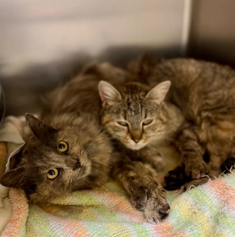 A baby medium-sized female Domestic Medium Hair cat named Cinnabon for adoption in Thayne, WY