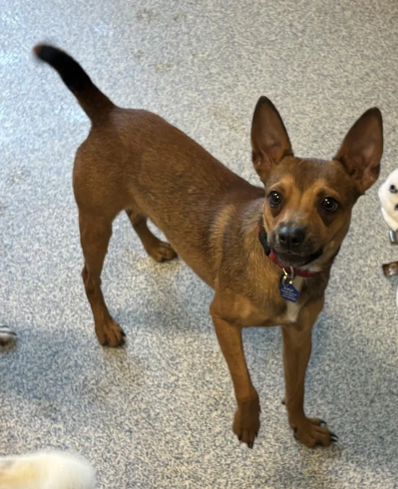 An adult small-sized male Miniature Pinscher dog named Banjo for adoption in Bartlesville, OK