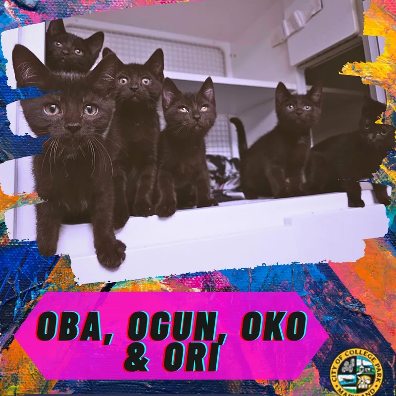 Ogun  Ori  thumbnail 6