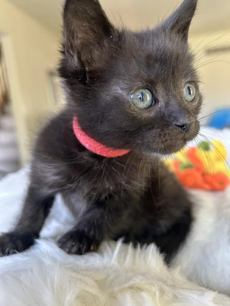 A baby medium-sized male Black Domestic Short Hair cat named Cactus for adoption in Clinton Township, MI