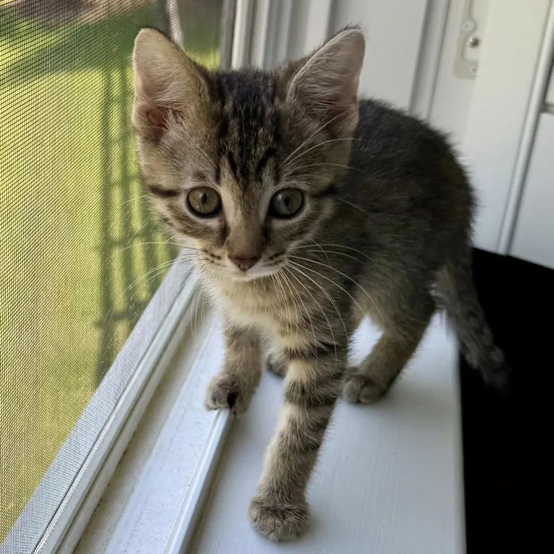 A baby small-sized female Domestic Short Hair cat named Mckay for adoption in Cumming, GA