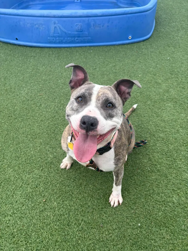 An adult large-sized female Pit Bull Terrier dog named Certina for adoption in Cleveland, OH
