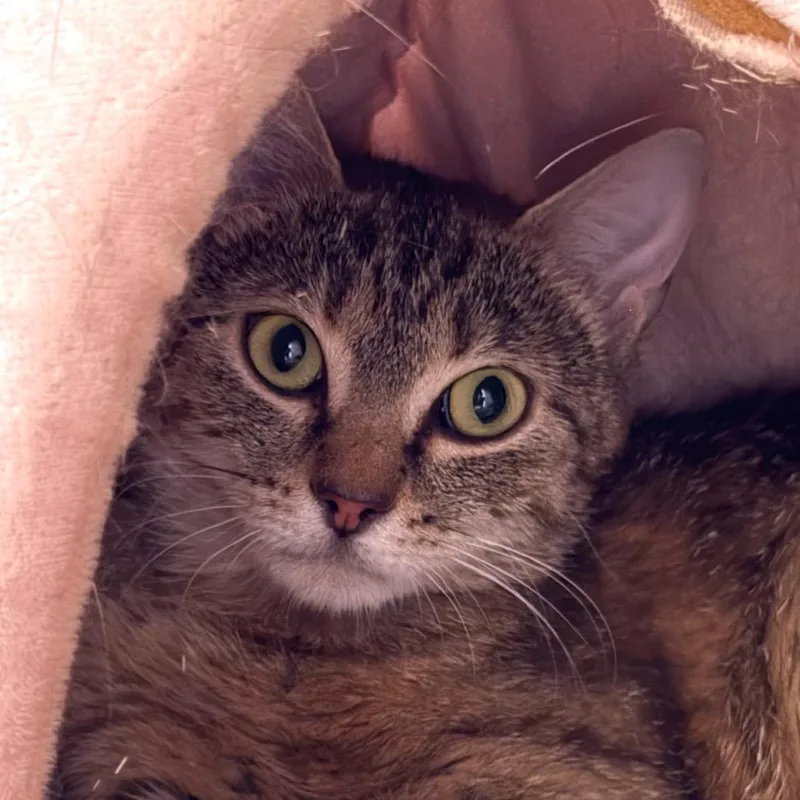 An adult medium-sized female Brown / Chocolate Domestic Short Hair cat named Orchard for adoption in Salisbury, MA