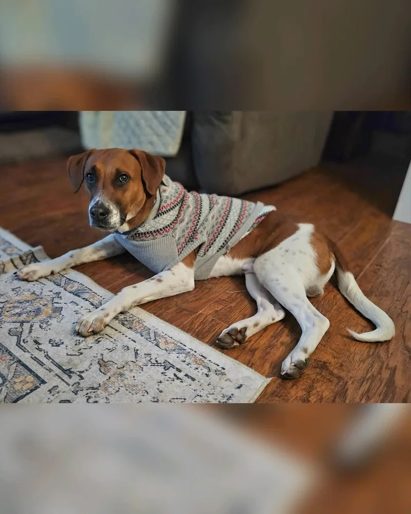 A young medium-sized male Brown / Chocolate Hound dog named Schmitty for adoption in Rensselaer, NY
