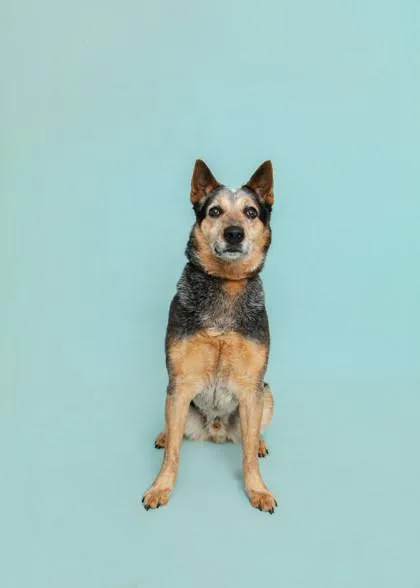 An adult large-sized male Mixed Breed dog named Billabong for adoption in Sevierville, TN