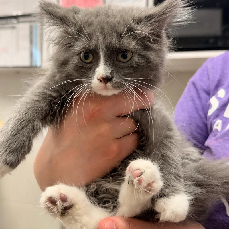 A baby small-sized female Gray / Blue / Silver Domestic Medium Hair cat named Izzy for adoption in Evansville, IN