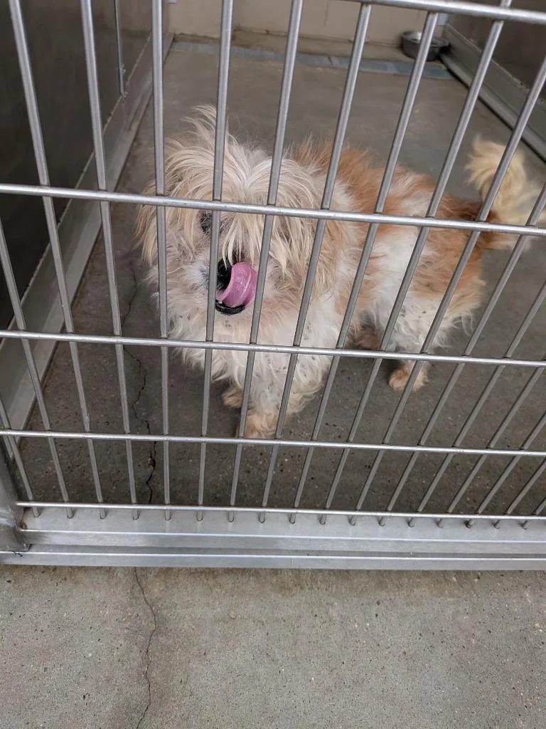 A senior small-sized male Shih Tzu dog named Captain for adoption in Huntsville, TX