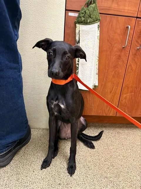 A young small-sized female Terrier dog named Lemon Meringue for adoption in Fort Myers, FL