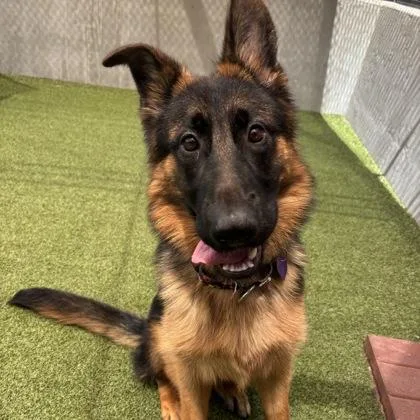 An adult large-sized female German Shepherd Dog dog named Athena for adoption in Merriam, KS