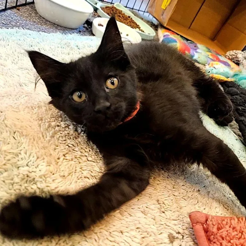 A baby small-sized male Black Domestic Short Hair cat named Mayo for adoption in Lakewood, CO