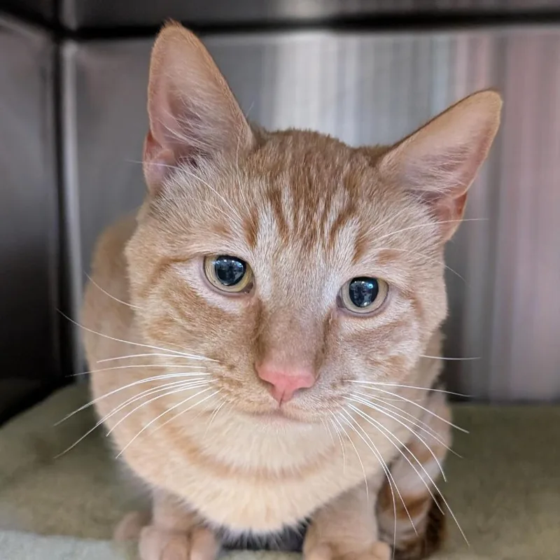 An adult large-sized male Domestic Short Hair cat named Maverick for adoption in Tacoma, WA