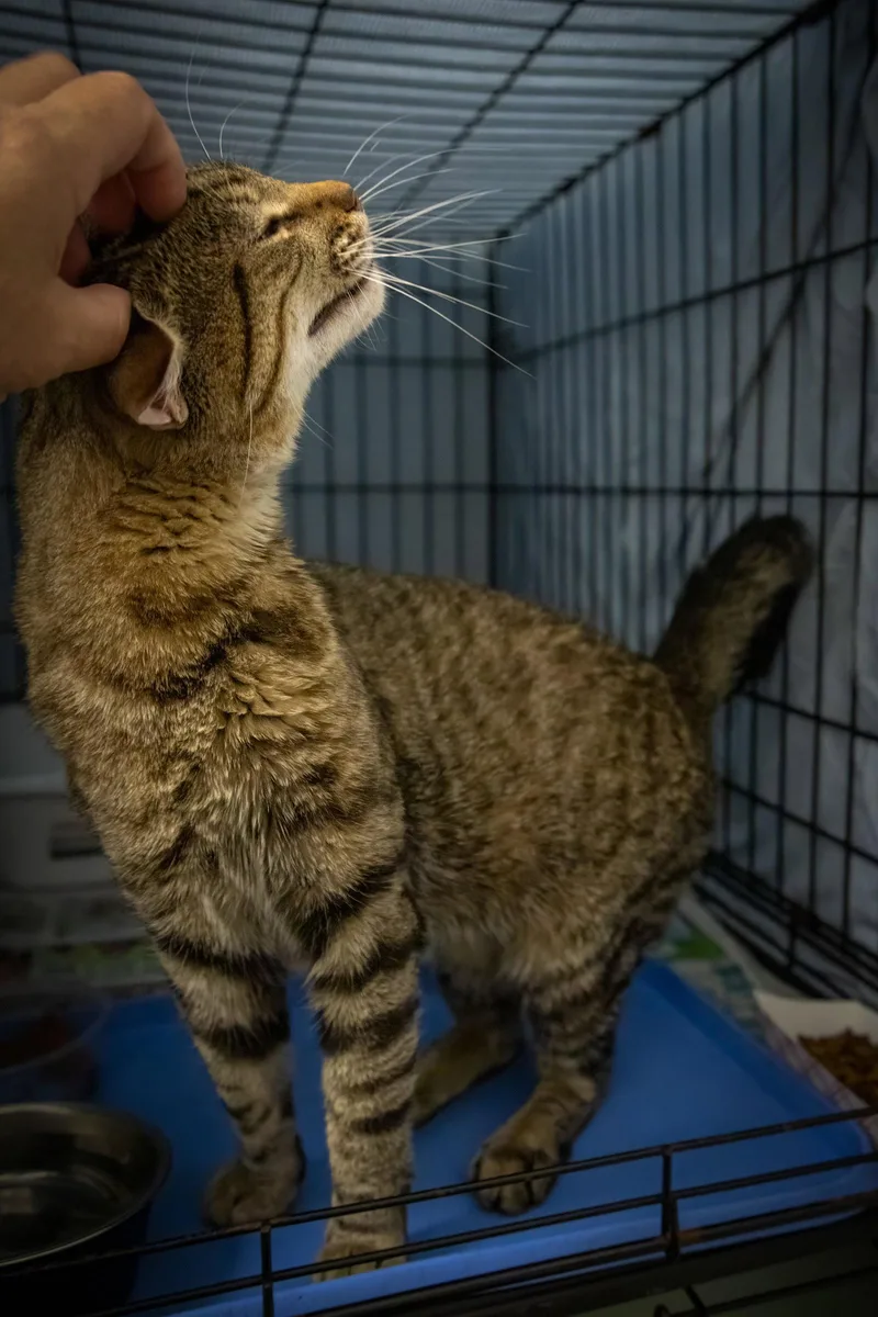 An adult large-sized male Tabby cat named Paulie for adoption in Greenville, DE