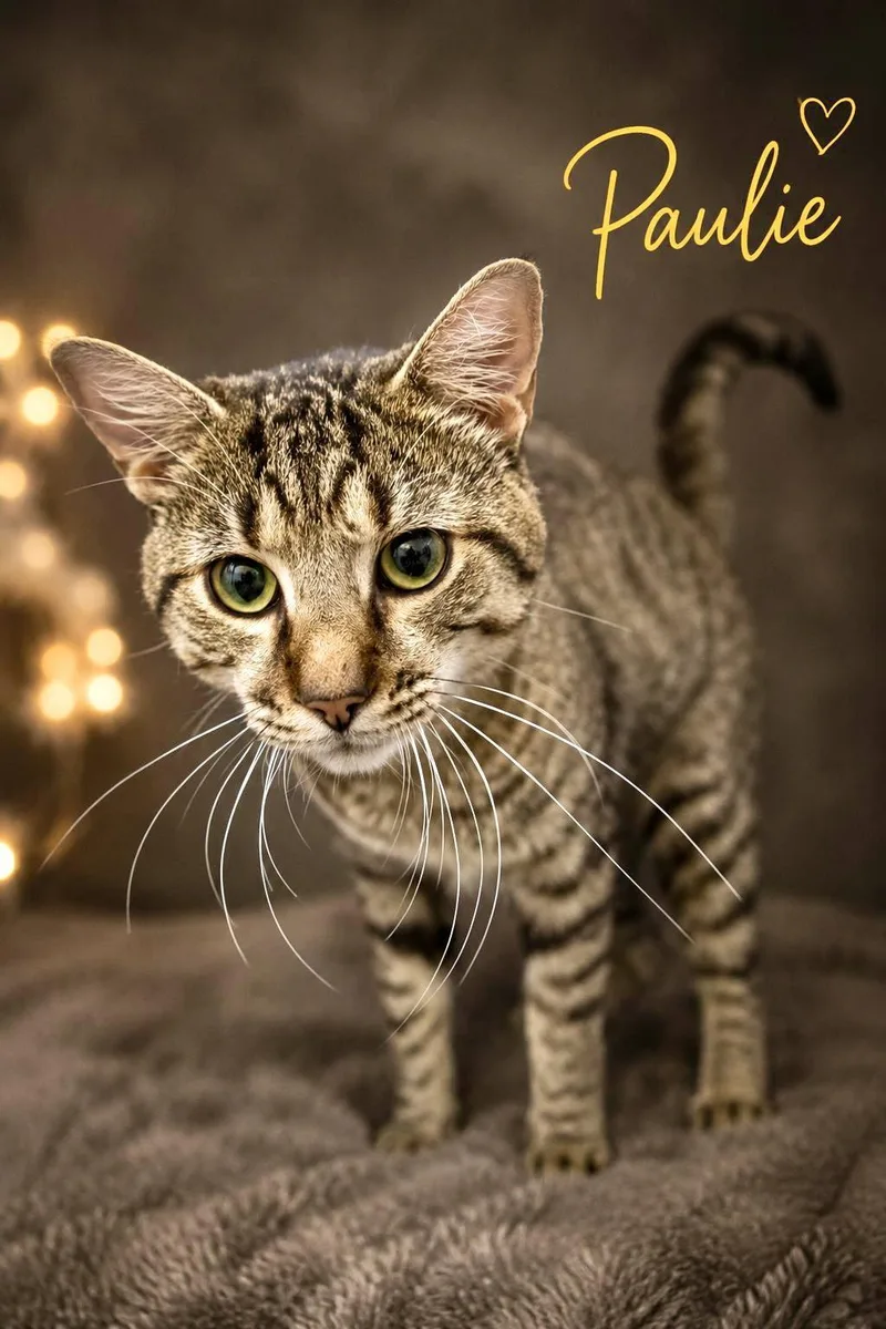 Paulie thumbnail 2