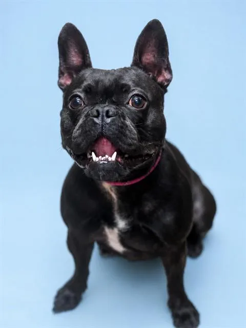 A young small-sized female French Bulldog dog named Licorice for adoption in Westminster, MD
