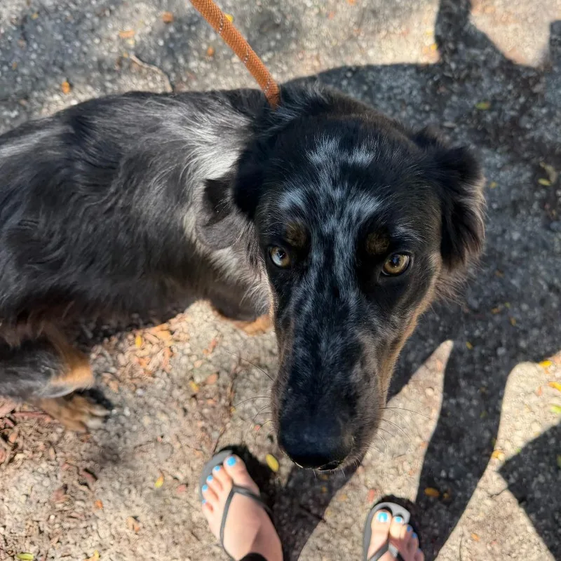 An adult medium-sized female Black Australian Shepherd dog named Whitney for adoption in Madison, WI