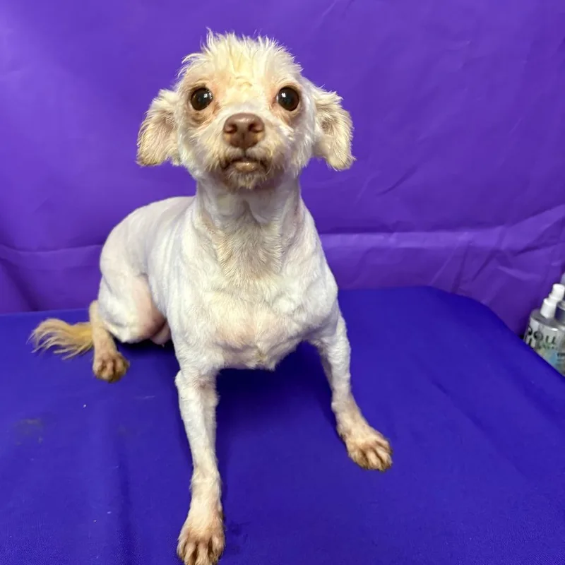 A senior small-sized female White / Cream Terrier dog named Elvira for adoption in North Myrtle Beach, SC