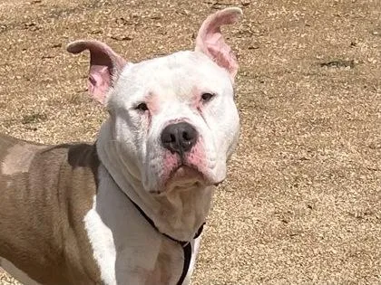 A senior large-sized male White / Cream Mixed Breed dog named Hurly Burly for adoption in Georgetown, TX