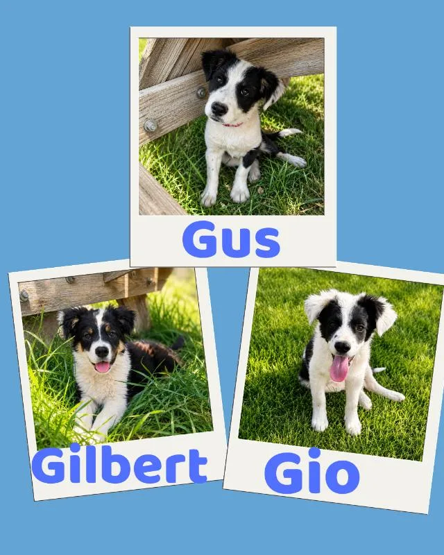 A young medium-sized male Black Border Collie dog named The Good Boy Trio for adoption in renton, WA