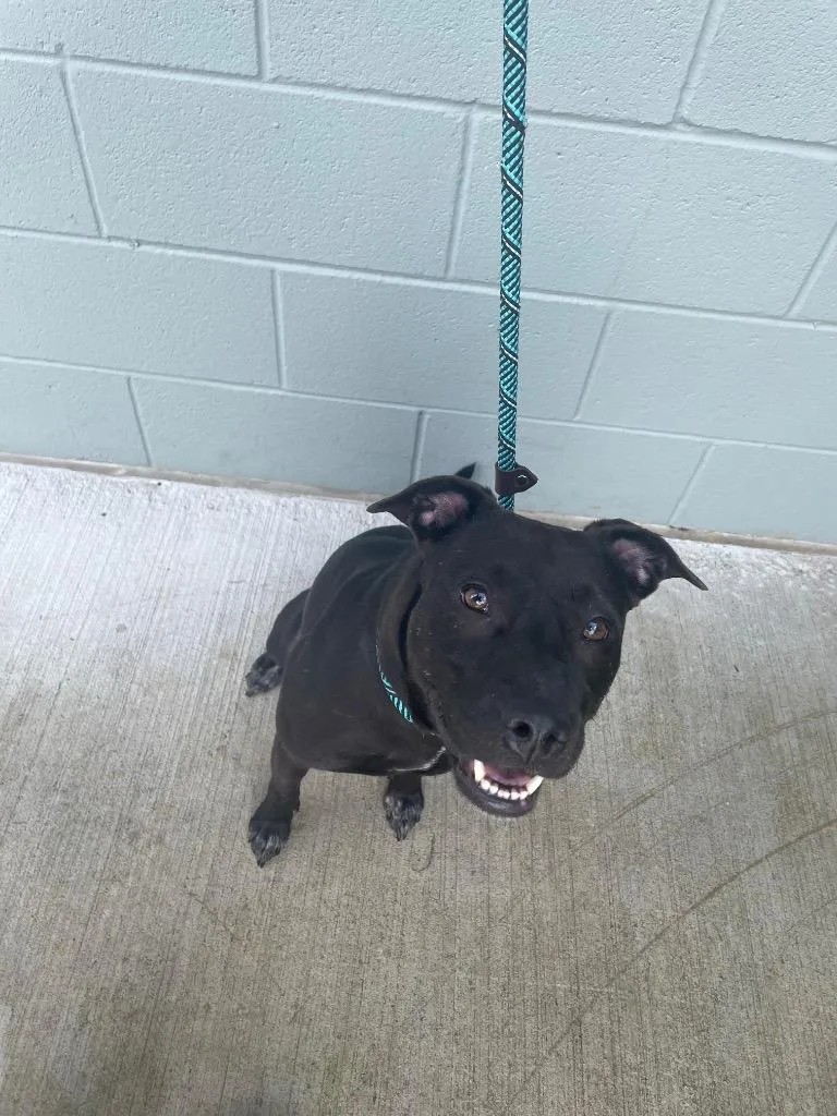 A young medium-sized female Labrador Retriever dog named Moxie for adoption in East Ridge, TN