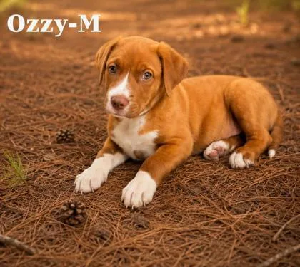 A baby medium-sized male Labrador Retriever dog named Ozzy for adoption in Guntersville, AL