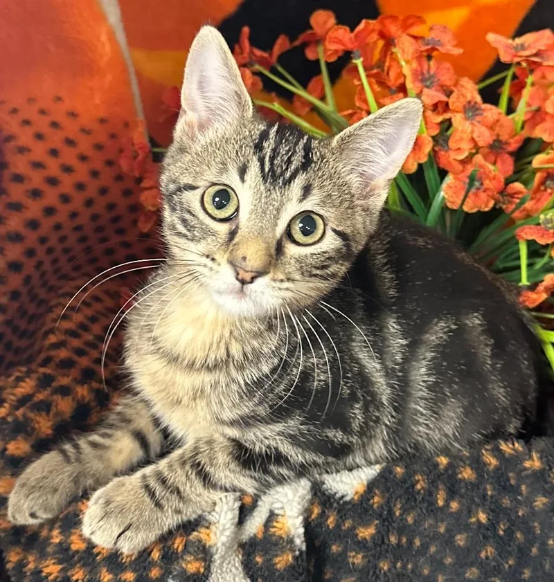 A baby small-sized male Domestic Short Hair cat named Reign for adoption in Stillwater, OK