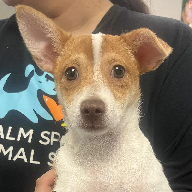 A baby small-sized female White / Cream Chihuahua dog named Robin for adoption in Palm Springs, CA