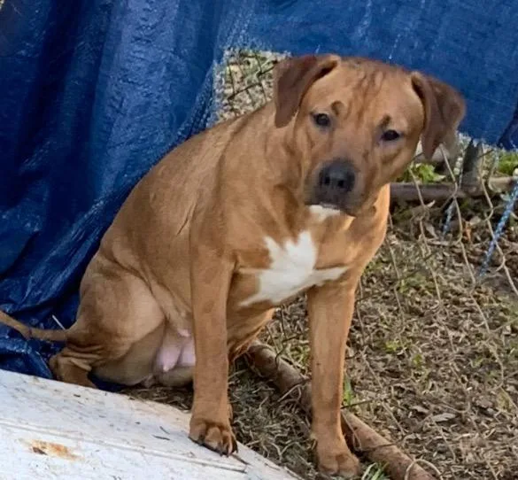A young medium-sized female Rhodesian Ridgeback dog named Scarlett for adoption in Lexington, MS