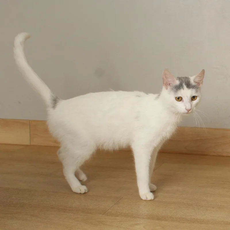 A young medium-sized female White Domestic Short Hair cat named Zinnia C for adoption in Minnetonka, MN