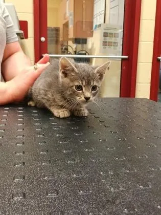 A baby small-sized female Domestic Short Hair cat named Annie for adoption in Independence, MO