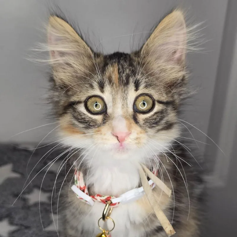 A baby small-sized female Domestic Long Hair cat named Joey Mac for adoption in Green Bay, WI