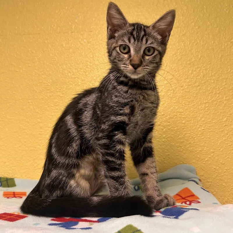 A baby small-sized female Brown / Chocolate Domestic Medium Hair cat named Doodle for adoption in Fresno, CA