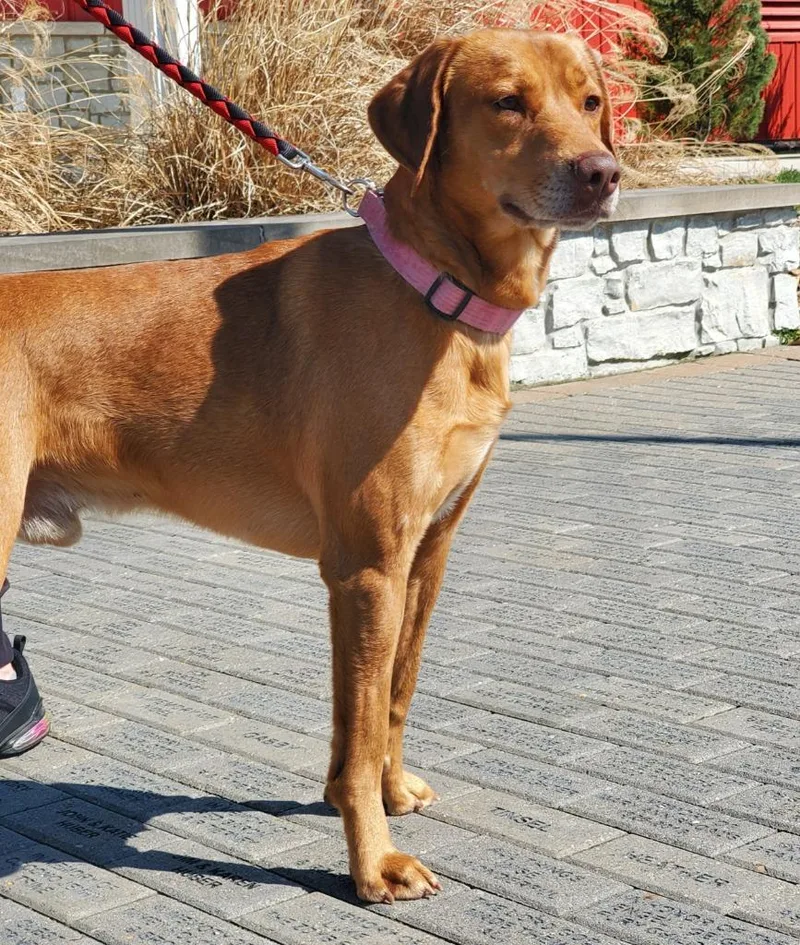 A senior medium-sized male Mixed Breed dog named Reese for adoption in Angola, IN
