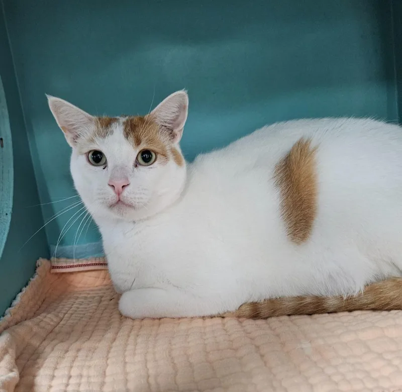 An adult small-sized male Domestic Short Hair cat named Boba Fett for adoption in Los Angeles, CA