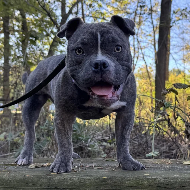 A young medium-sized female Gray / Blue / Silver American Bulldog dog named Tater Tot for adoption in Mooresville, IN