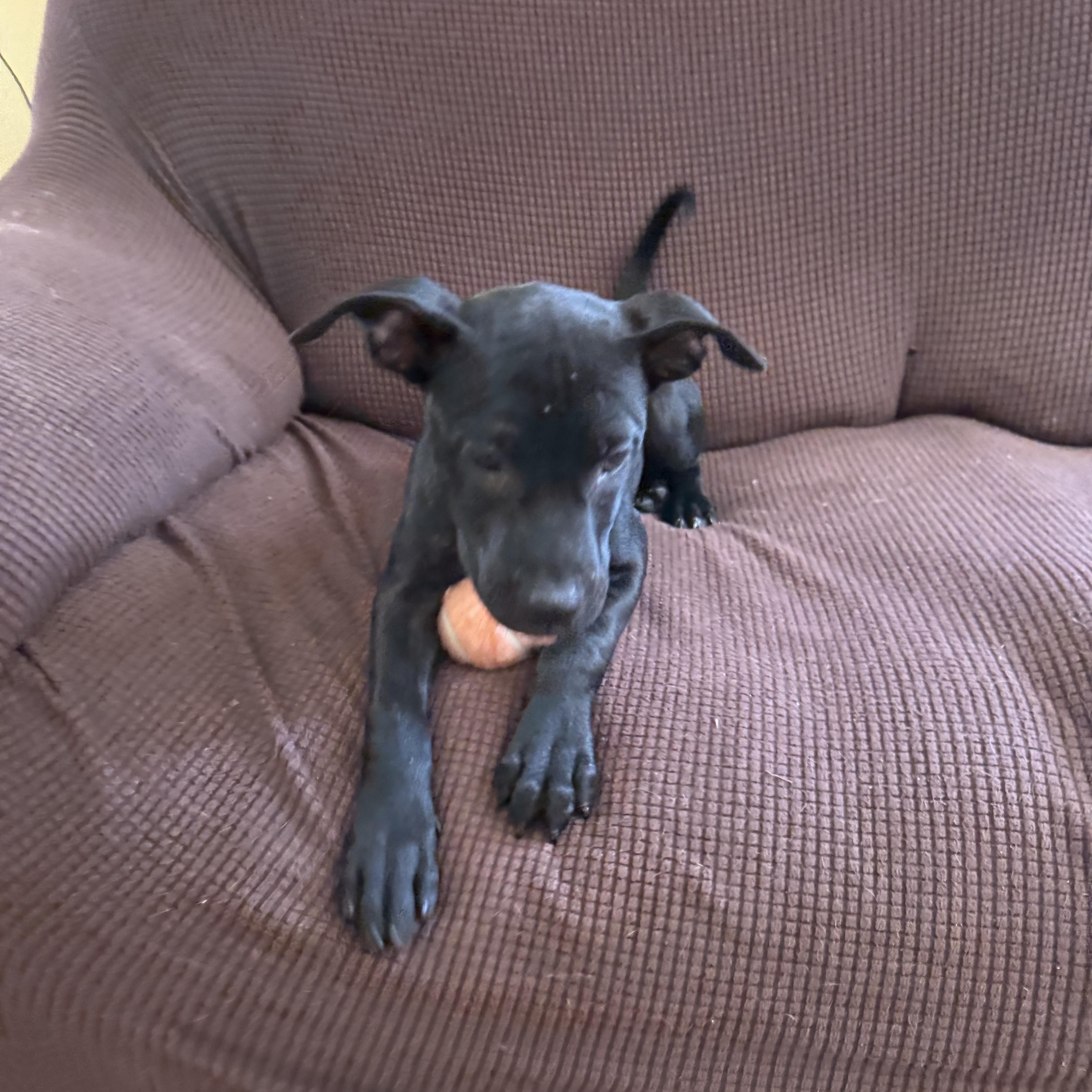 A baby medium-sized male Black Hound dog named Jim for adoption in Palm Bay, FL