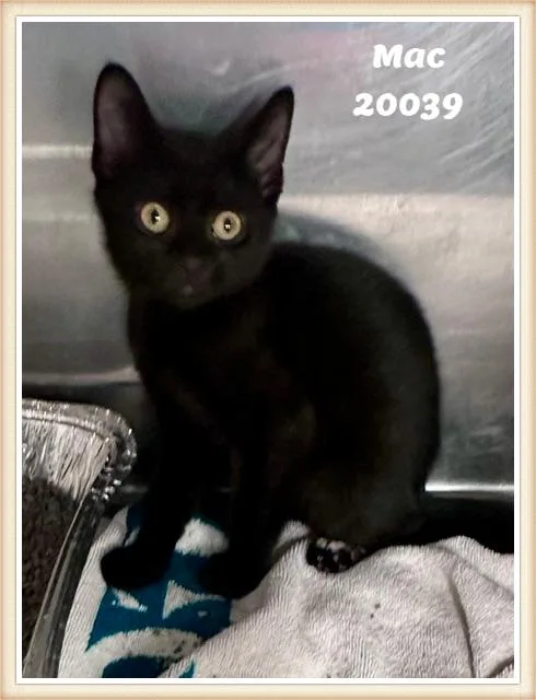 A baby medium-sized male Black Domestic Short Hair cat named Mac for adoption in Marietta, GA
