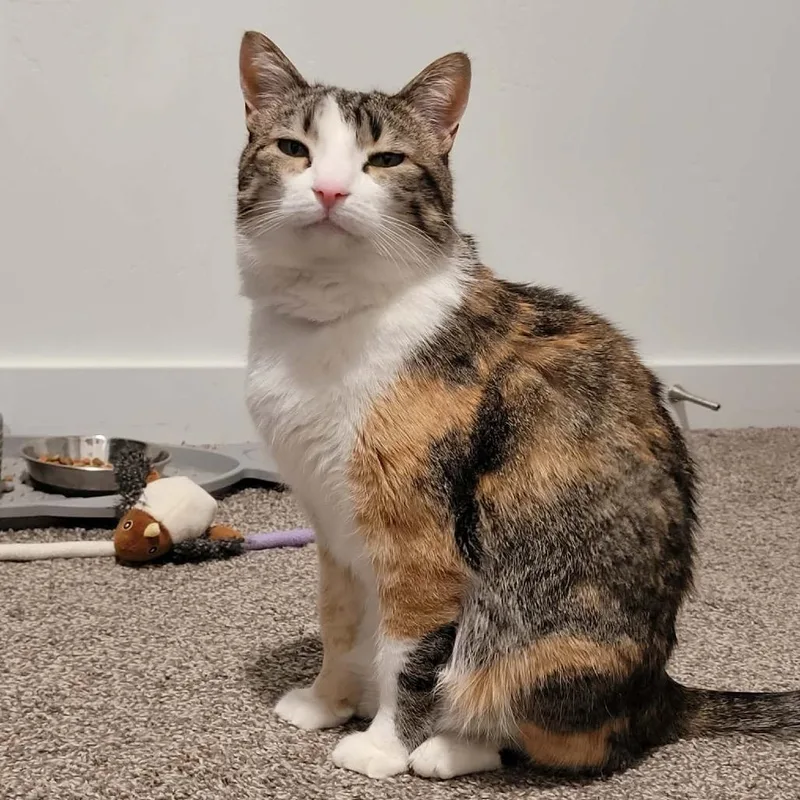 Patches Knight thumbnail 3