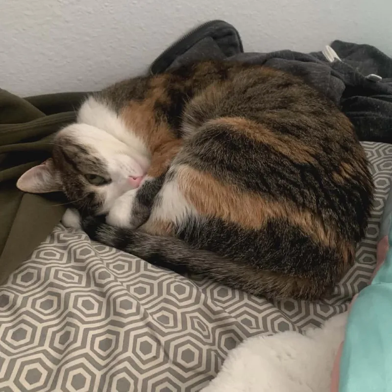 Patches Knight thumbnail 4