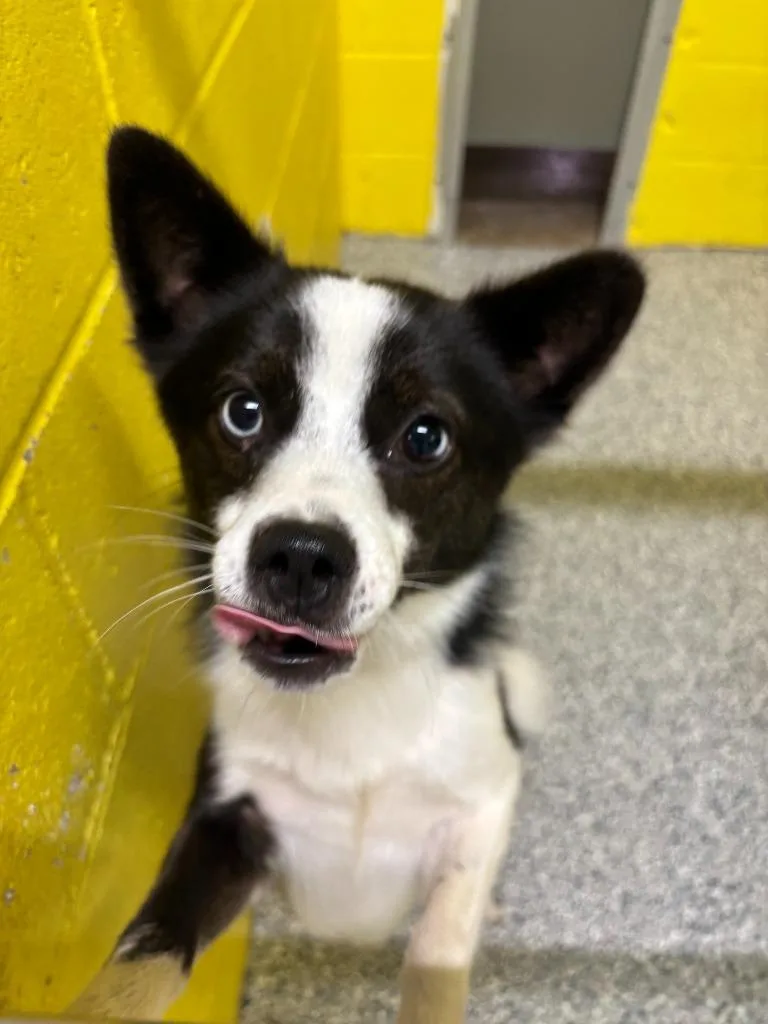 A young medium-sized male Border Collie dog named Mr. Oreo for adoption in Cambridge, MD