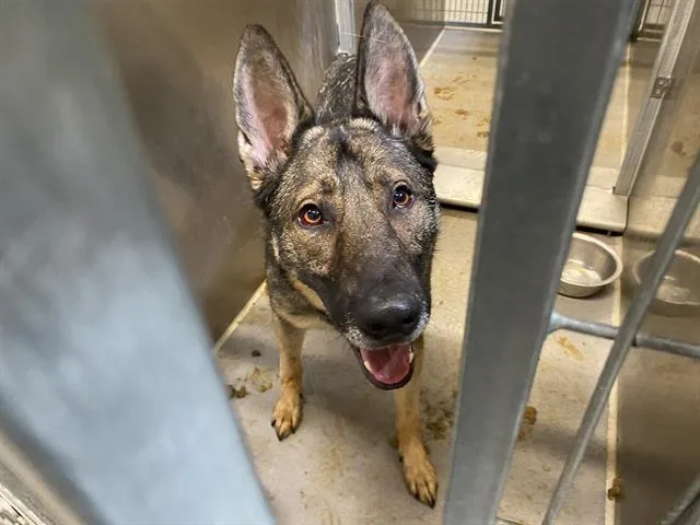 An adult medium-sized female Belgian Shepherd / Malinois dog named Dixie for adoption in Modesto, CA