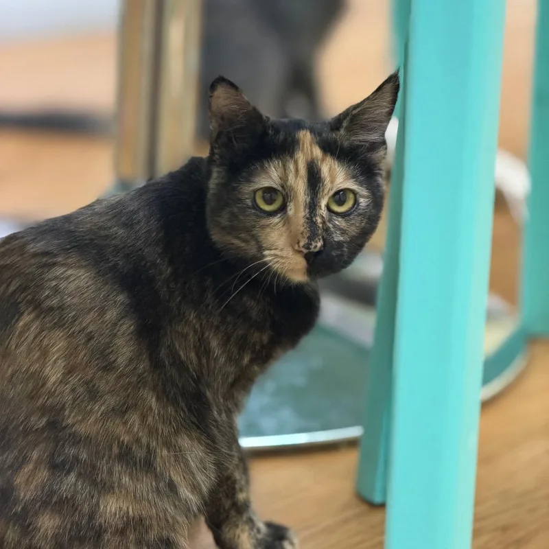 A baby medium-sized female Tortoiseshell Domestic Short Hair cat named Sami for adoption in Las Vegas, NV