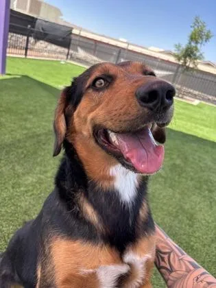An adult large-sized male Mixed Breed dog named Rocko for adoption in El Paso, TX