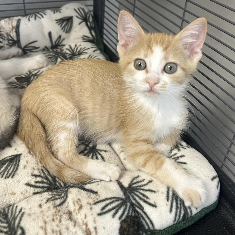 A baby small-sized female Orange / Red Domestic Short Hair cat named Sycamore for adoption in Hannibal, MO