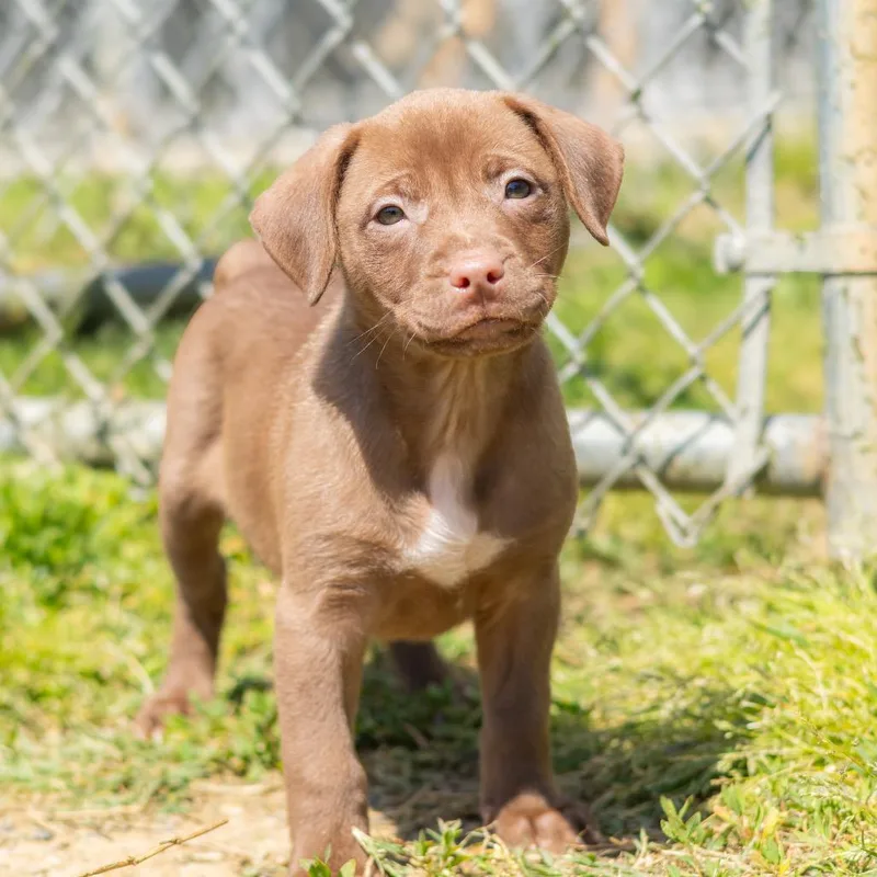 A baby small-sized female Brown / Chocolate Mixed Breed dog named Little Debbie for adoption in Newark, DE