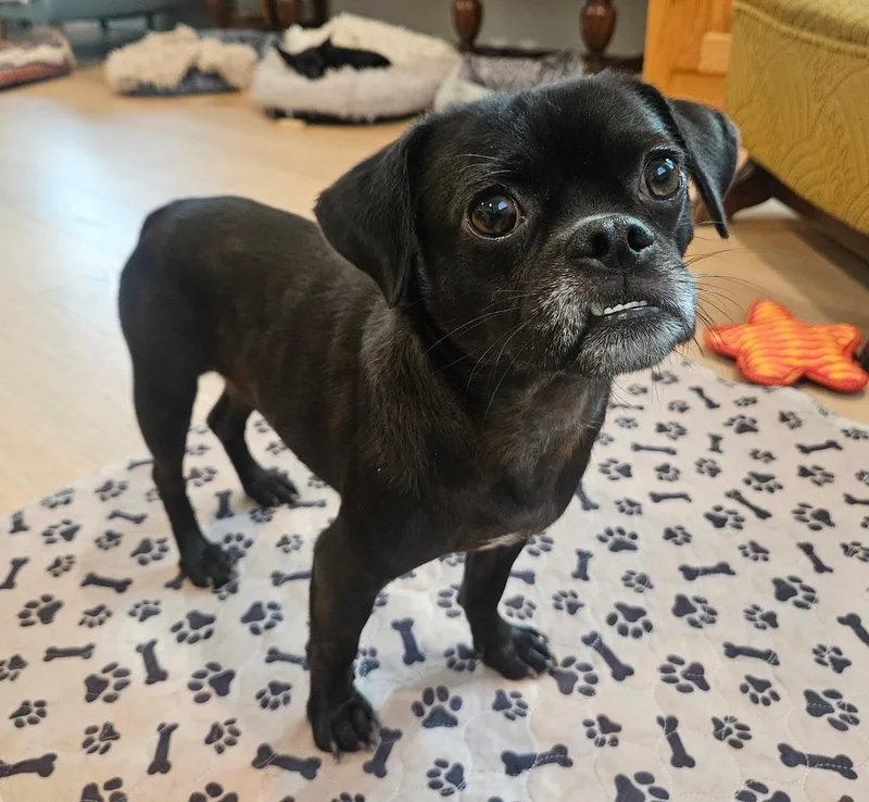 A young small-sized female Black Pug dog named Priscilla for adoption in Pflugerville, TX