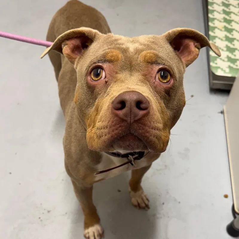 Sunflower thumbnail 2