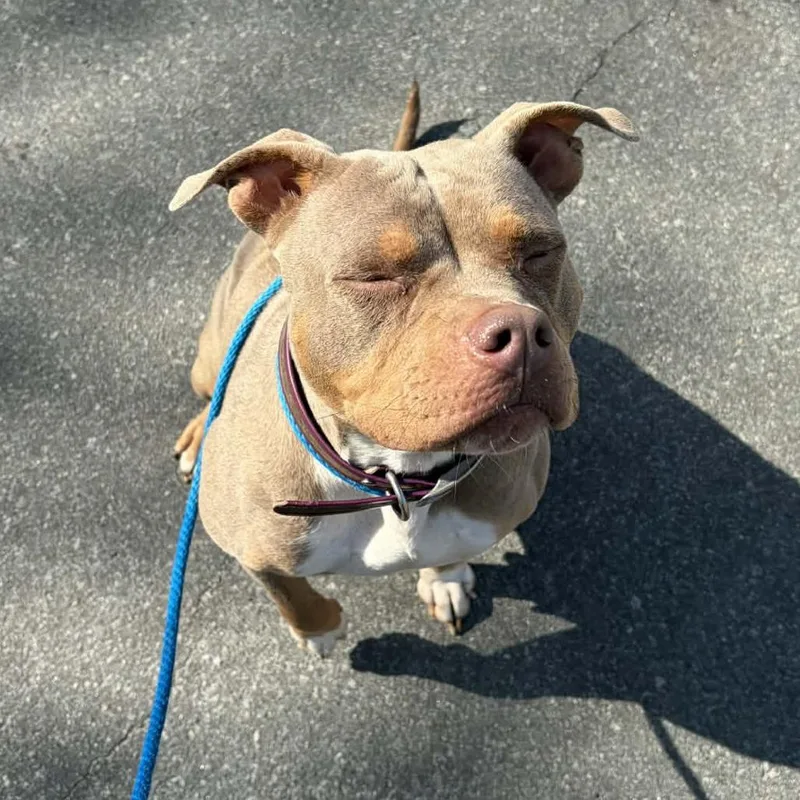 Sunflower thumbnail 3