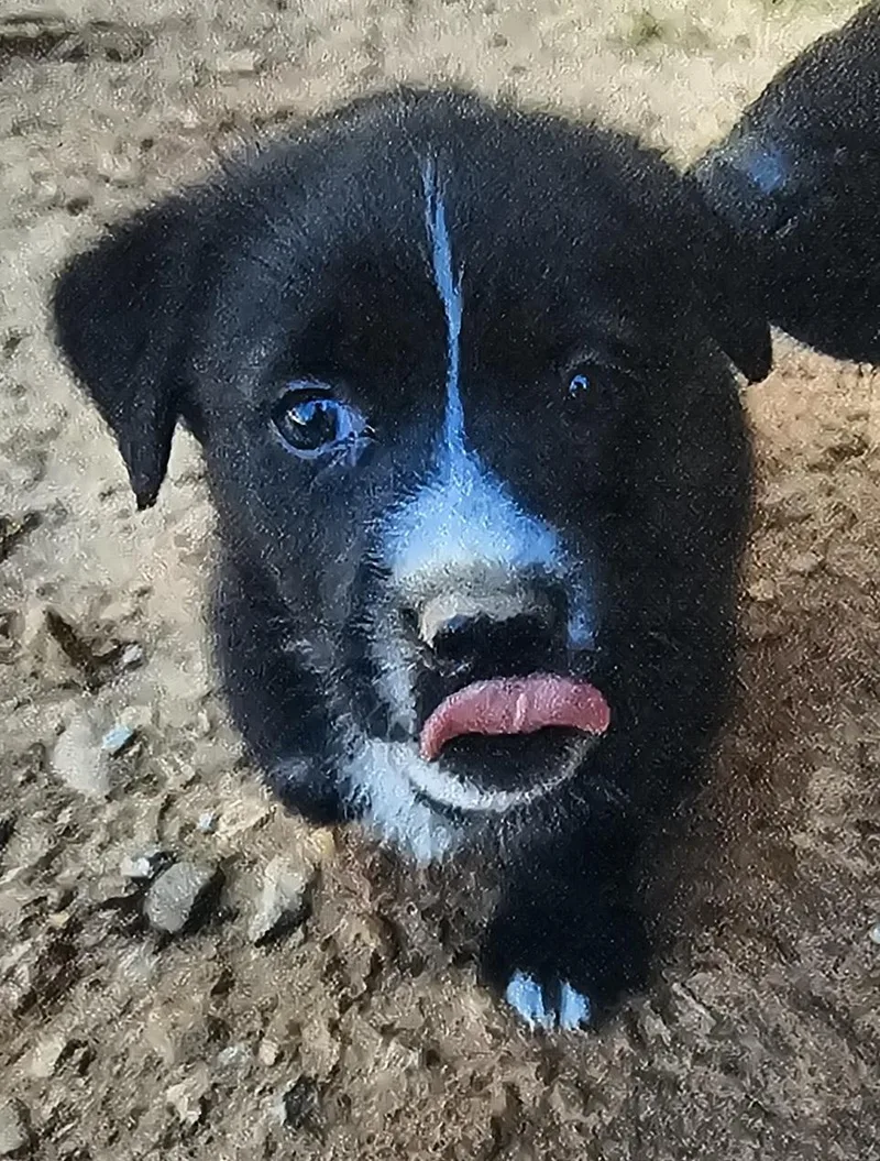 A baby small-sized male Black Dachshund dog named Pepper Stardust for adoption in Biloxi, MS